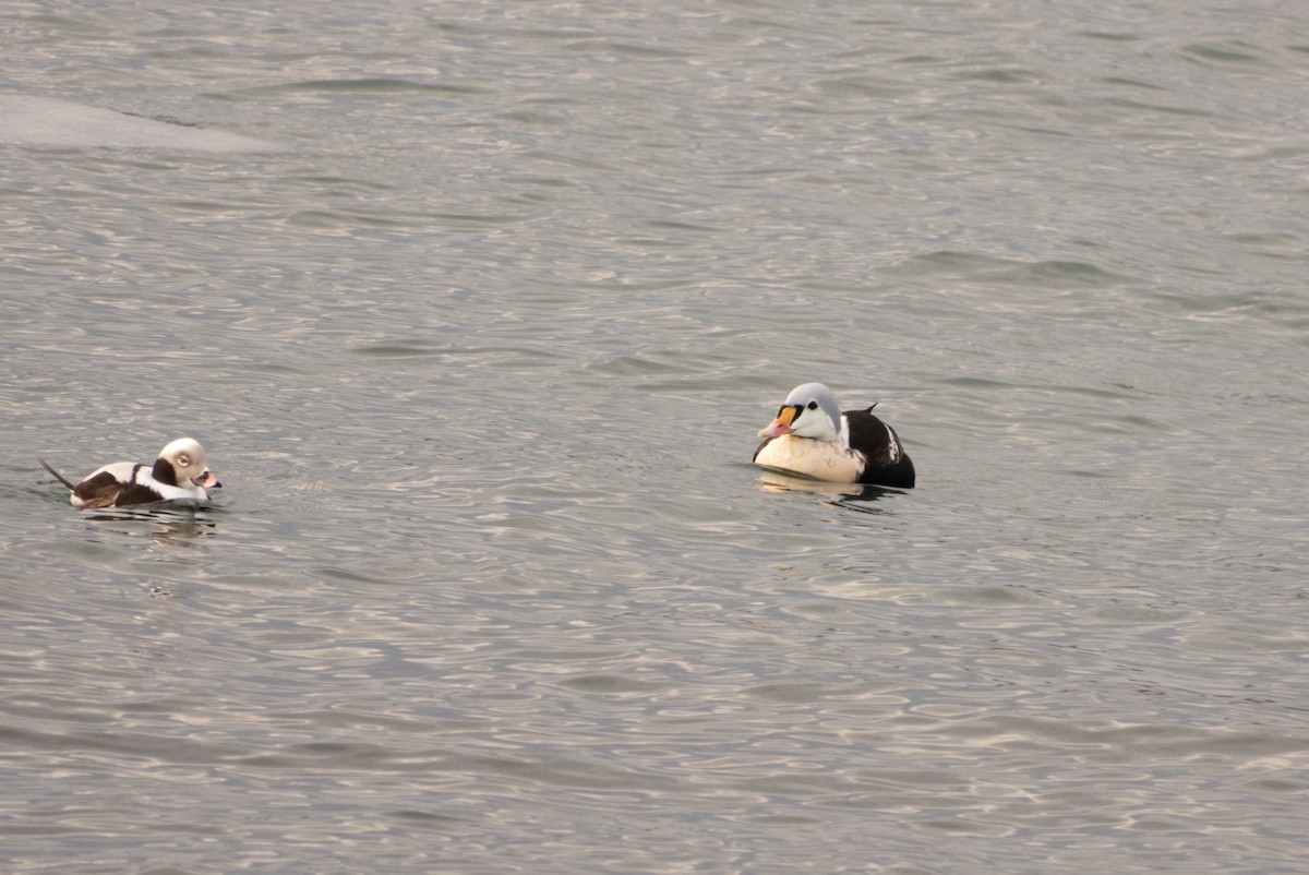 King Eider - ML647150856