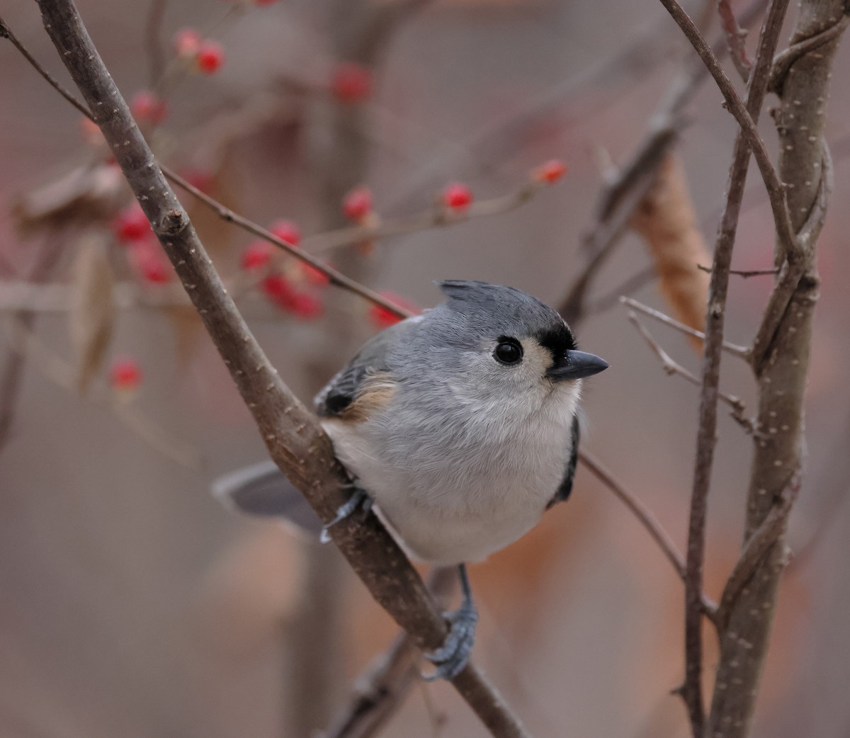 Tufted Titmouse - ML647150861