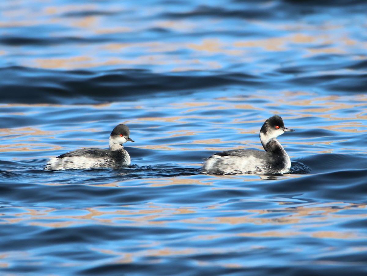 Eared Grebe - ML647150864
