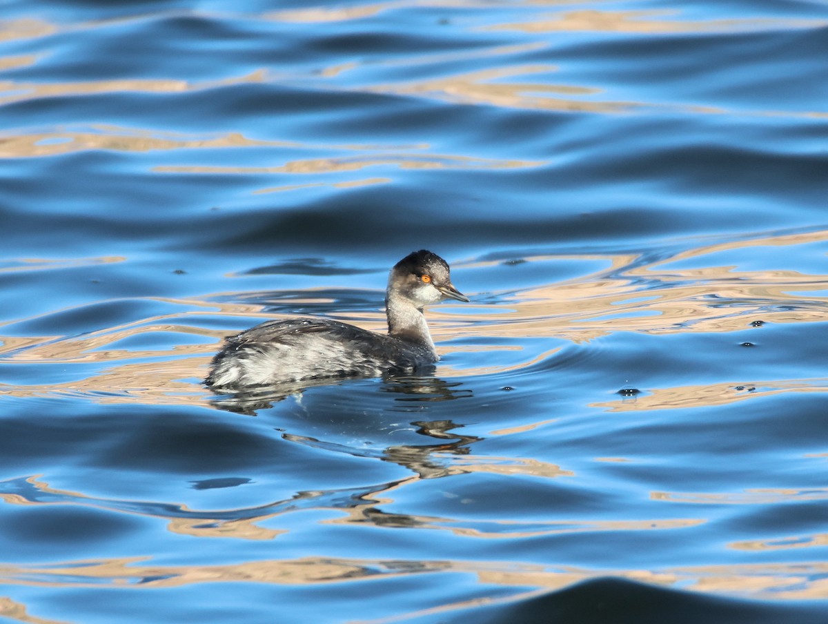 Eared Grebe - ML647150867