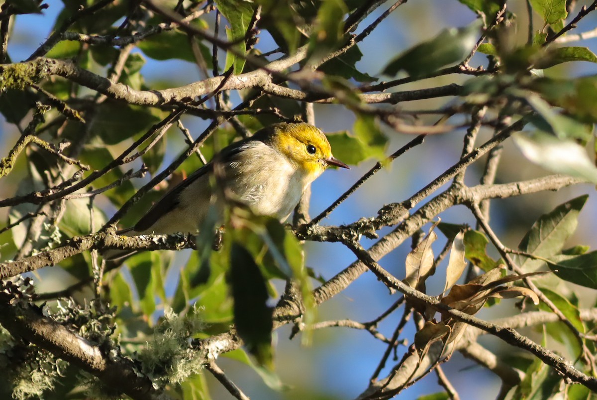 Hermit Warbler - ML647150891