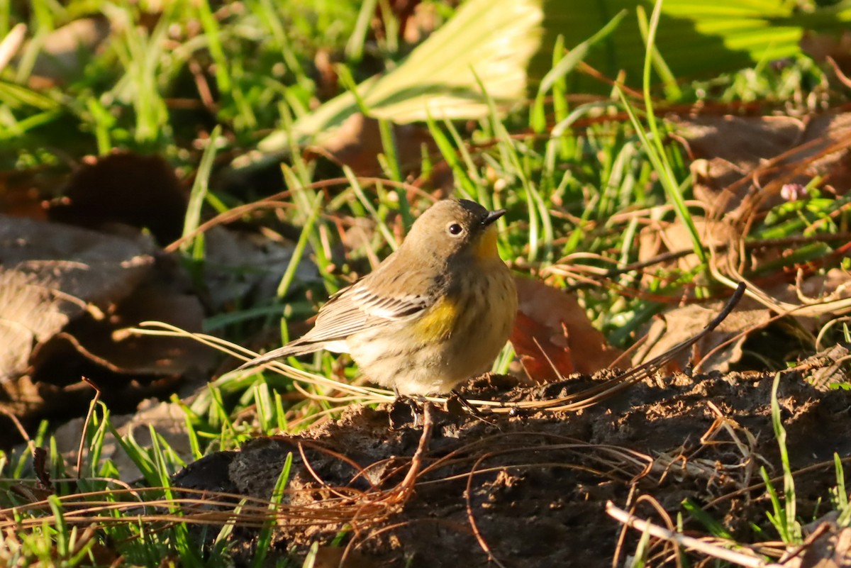 Yellow-rumped Warbler - ML647150893
