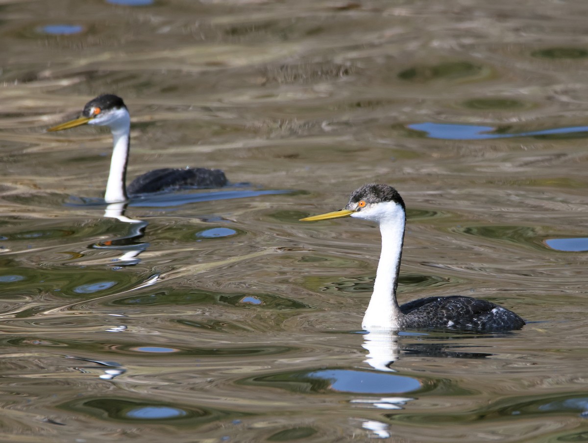 Western Grebe - ML647150898