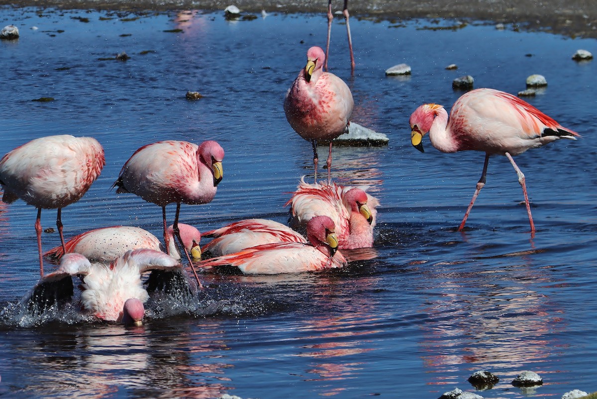 James's Flamingo - ML647150904