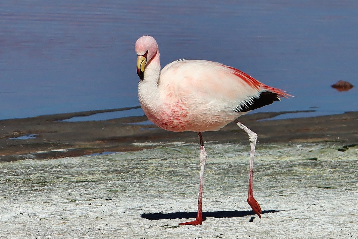 James's Flamingo - ML647150911