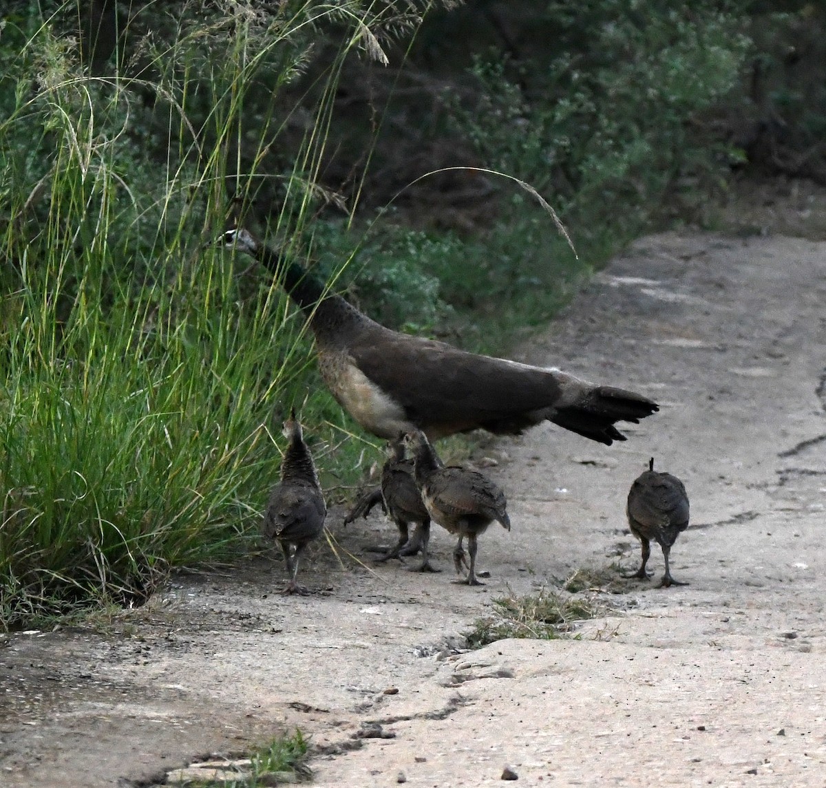 藍孔雀 - ML647150920