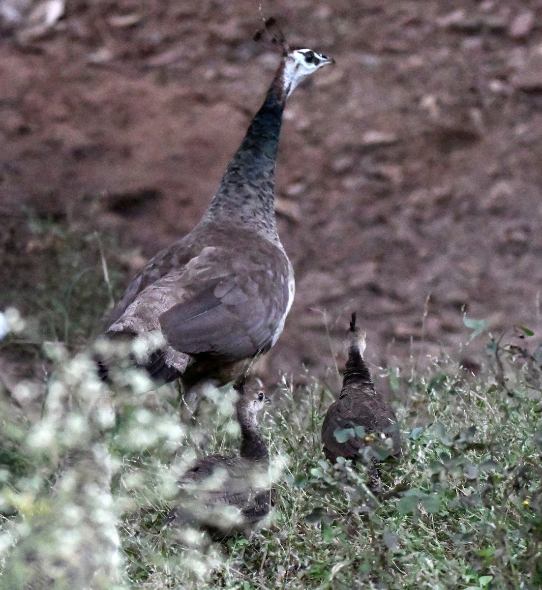 藍孔雀 - ML647150921