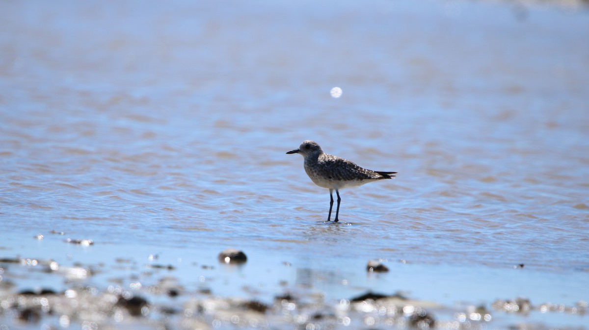 Black-bellied Plover - ML647150924