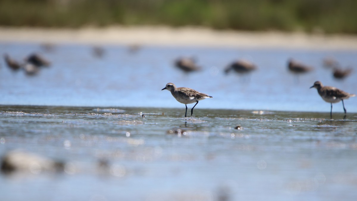 American Golden-Plover - ML647150930