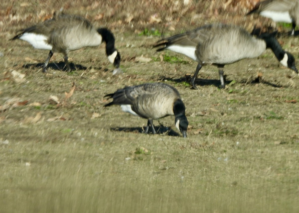Cackling Goose - ML647150937