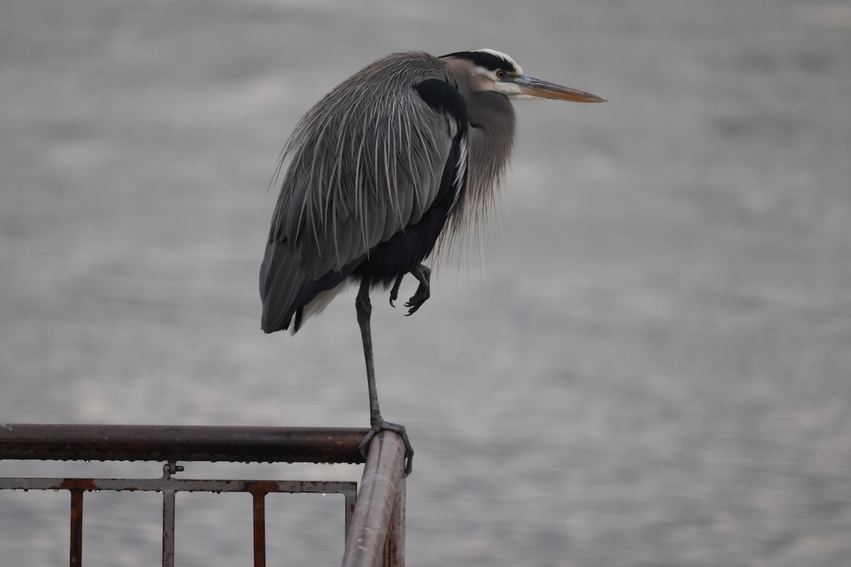 Great Blue Heron (Great Blue) - ML647150940