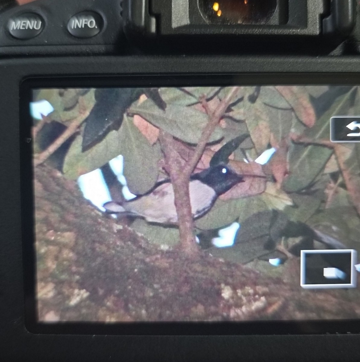 Black-throated Blue Warbler - ML647150949