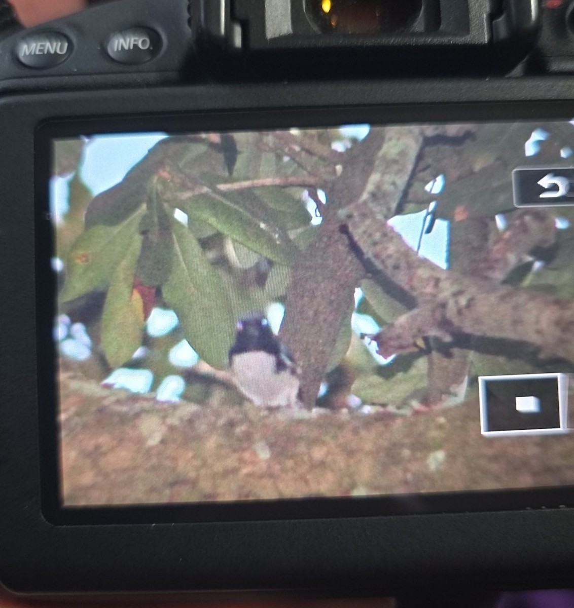 Black-throated Blue Warbler - ML647150950