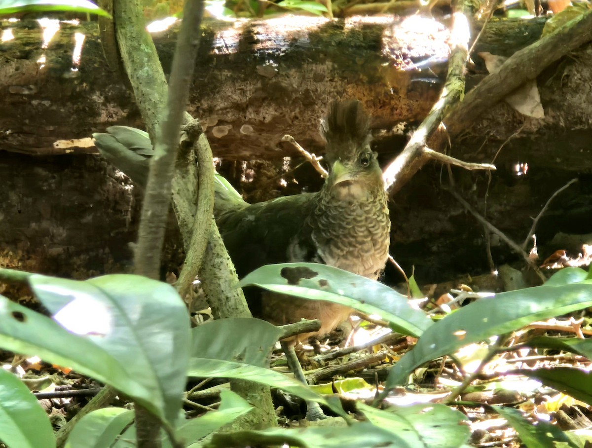 Rufous-vented Ground-Cuckoo - ML647150951