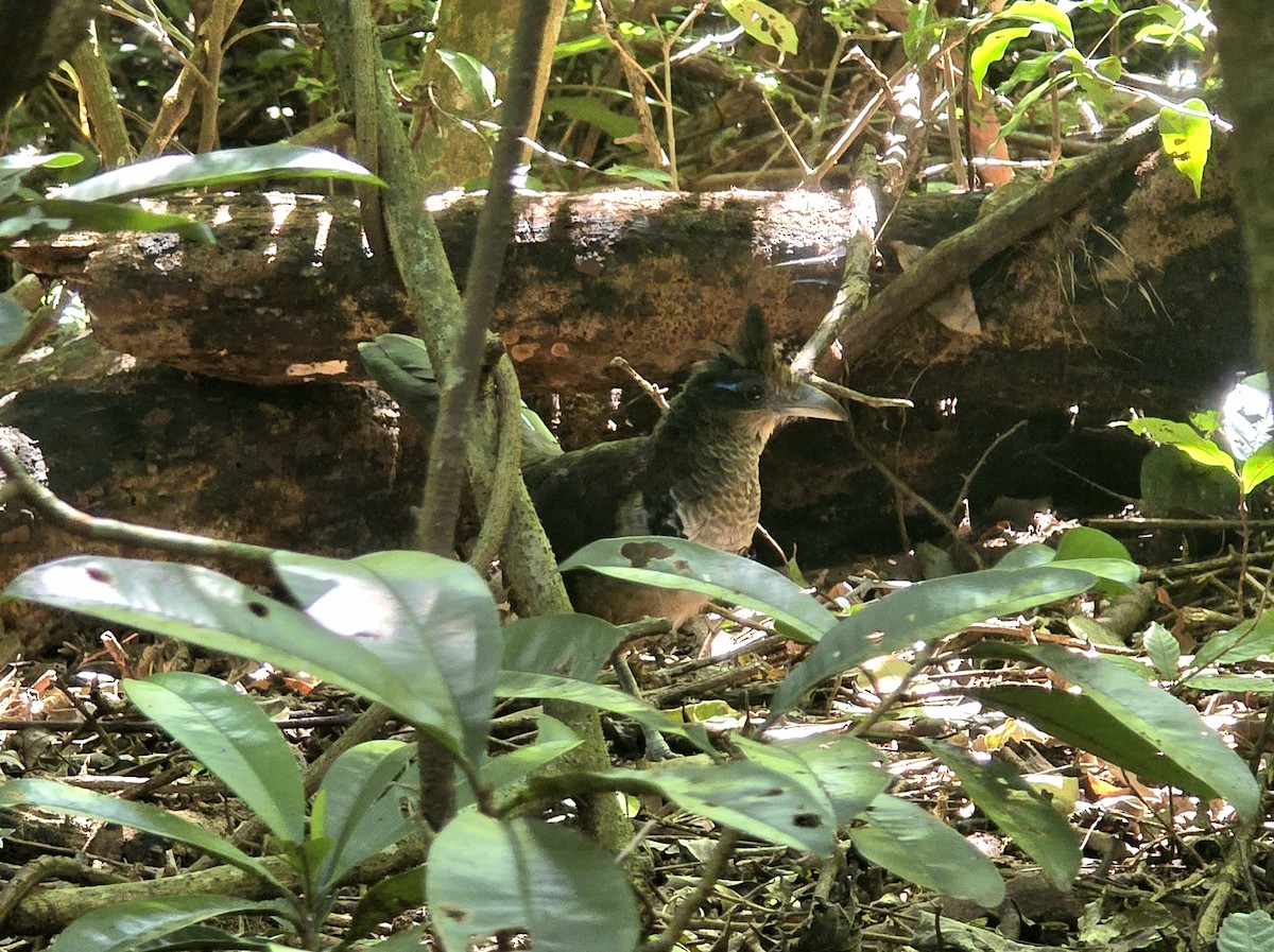 Rufous-vented Ground-Cuckoo - ML647150952