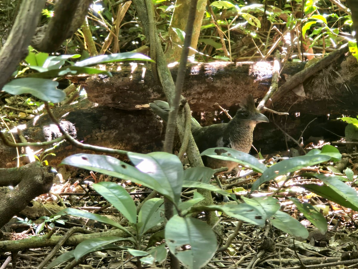 Rufous-vented Ground-Cuckoo - ML647150953