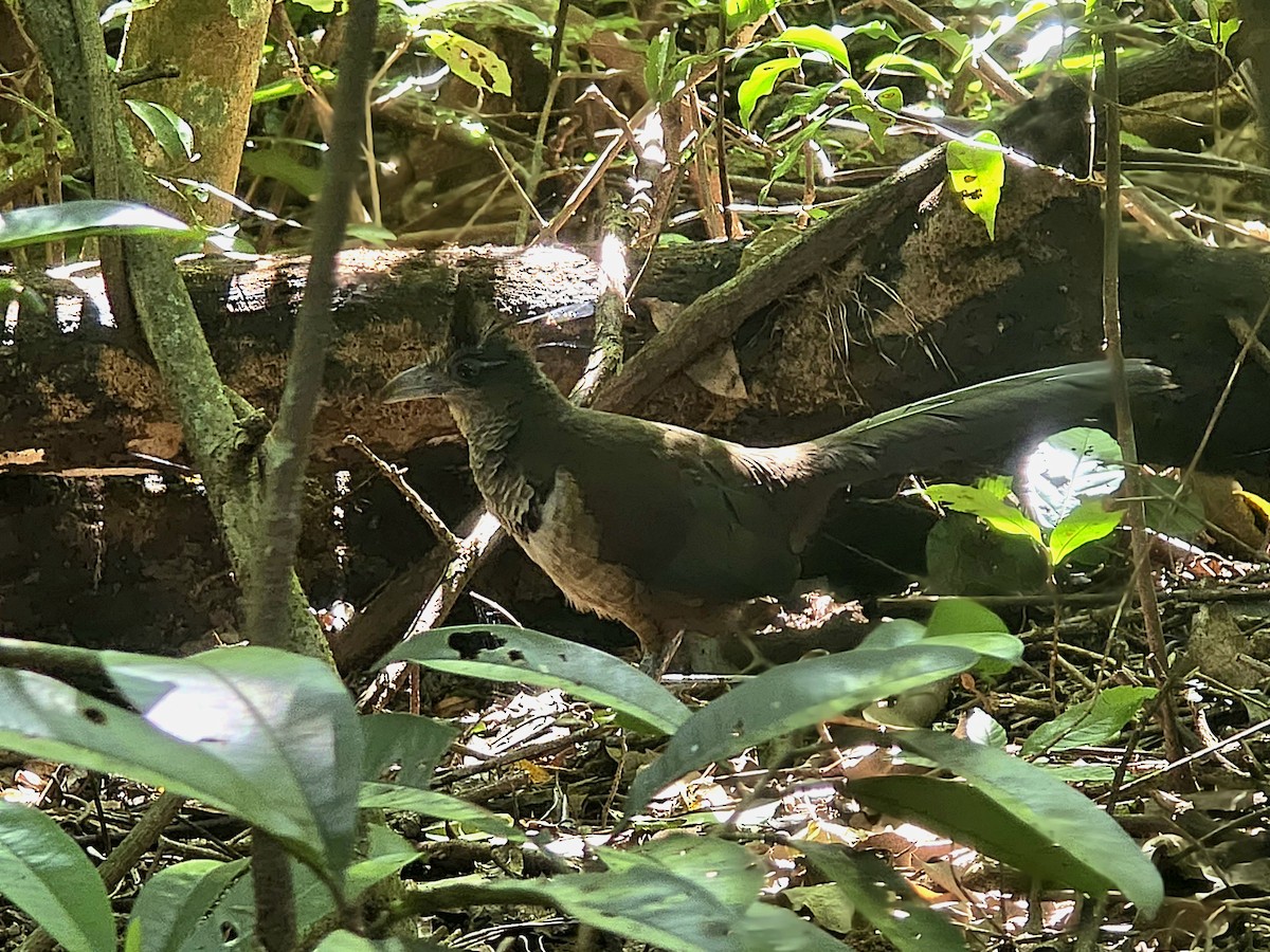 Rufous-vented Ground-Cuckoo - ML647150954