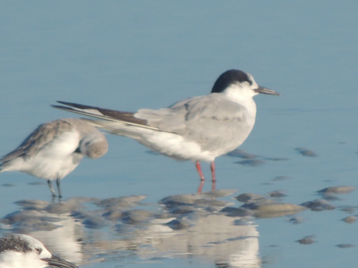 prærieterne - ML647150969