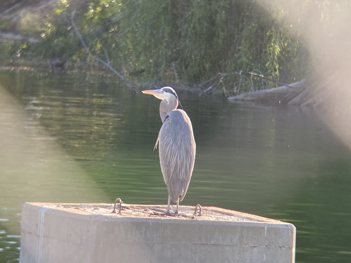 Great Blue Heron - ML647150970