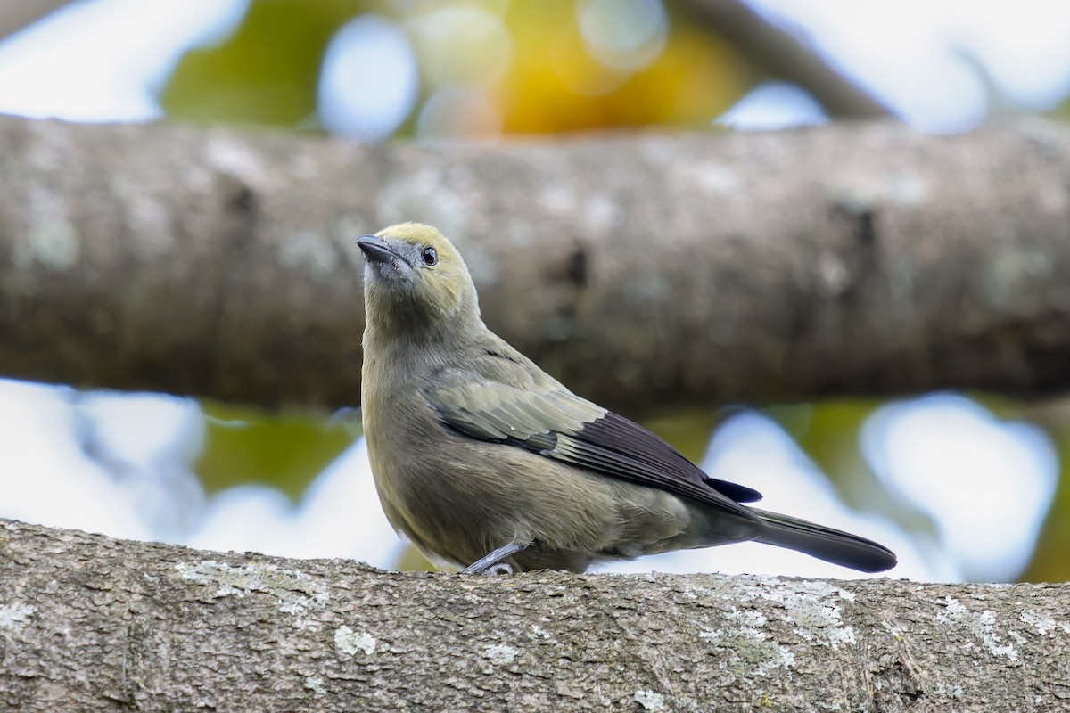 Palm Tanager - ML647150975