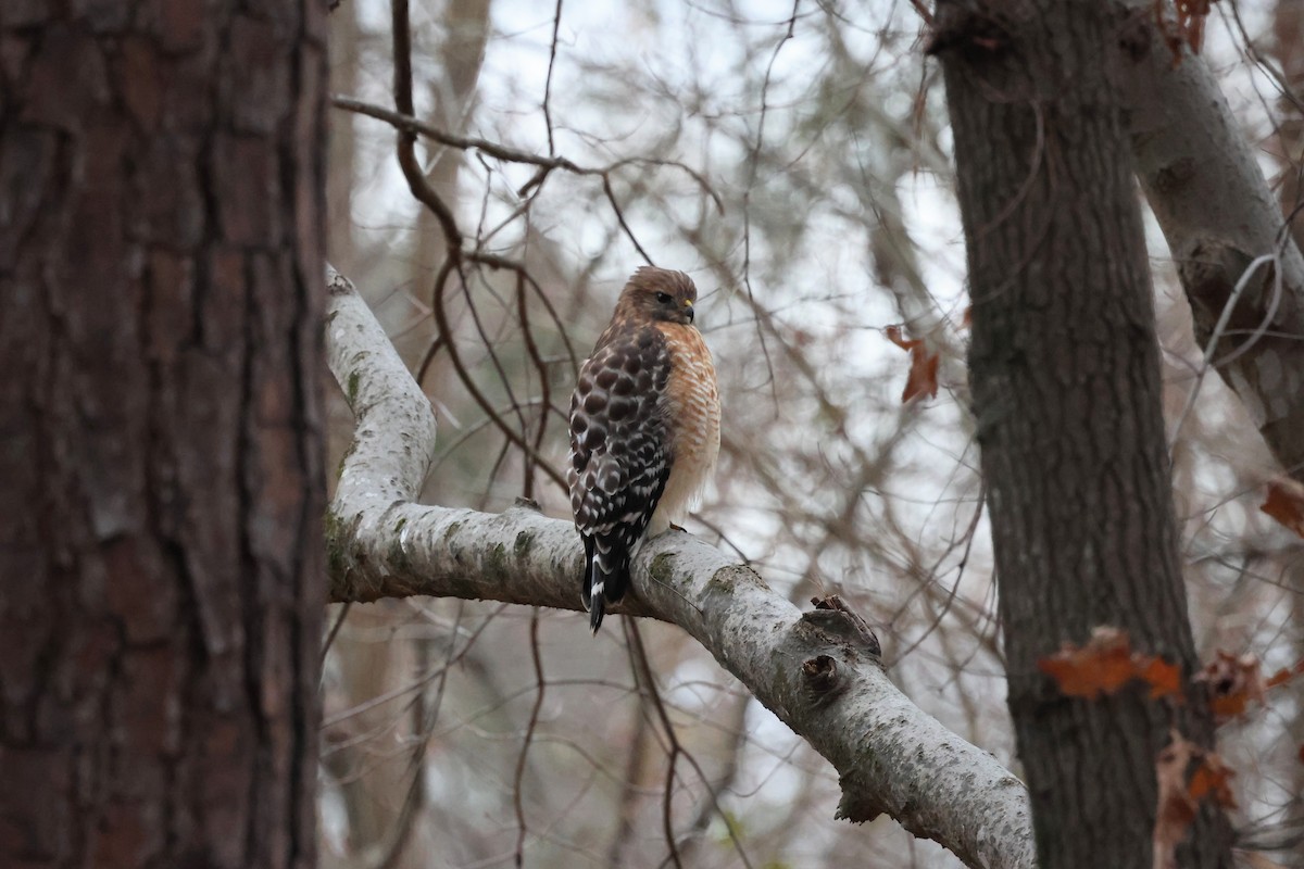 Red-shouldered Hawk - ML647150977