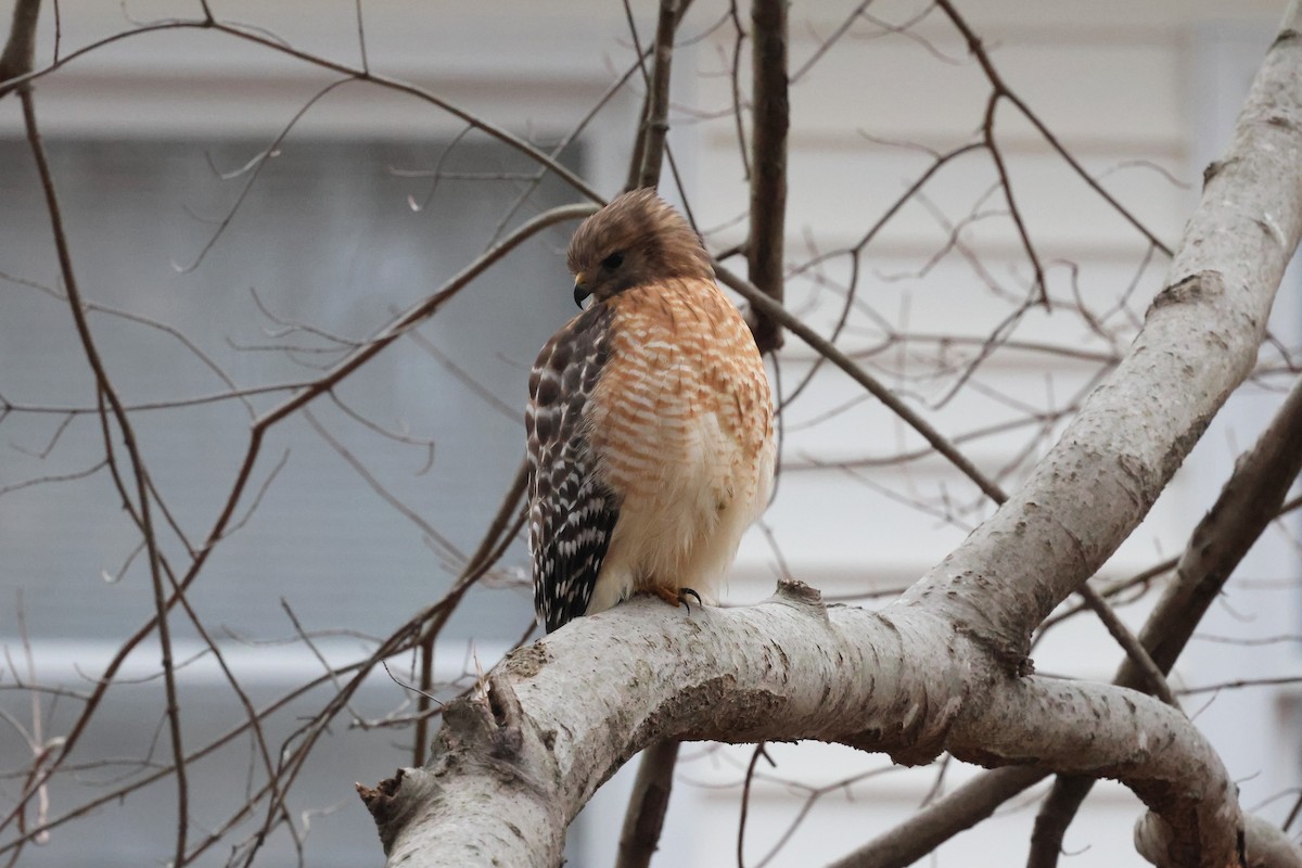 Red-shouldered Hawk - ML647150980