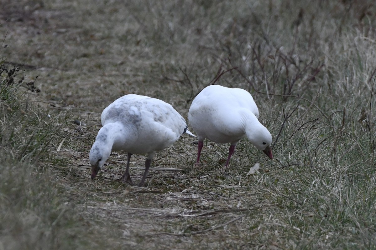Ross's Goose - ML647150981