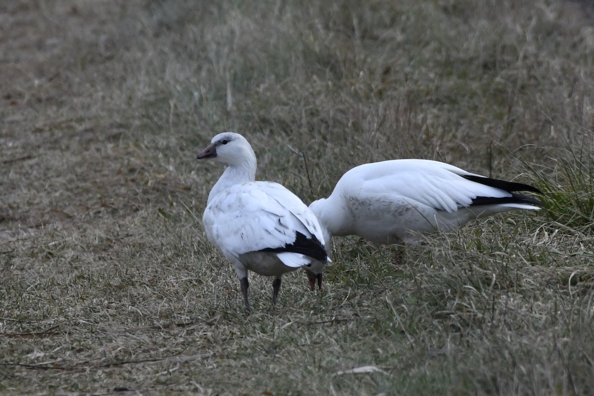 Ross's Goose - ML647150982