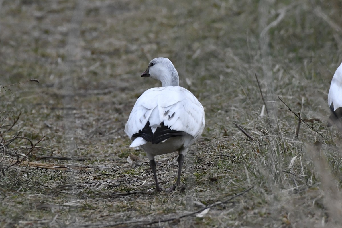 Ross's Goose - ML647150983
