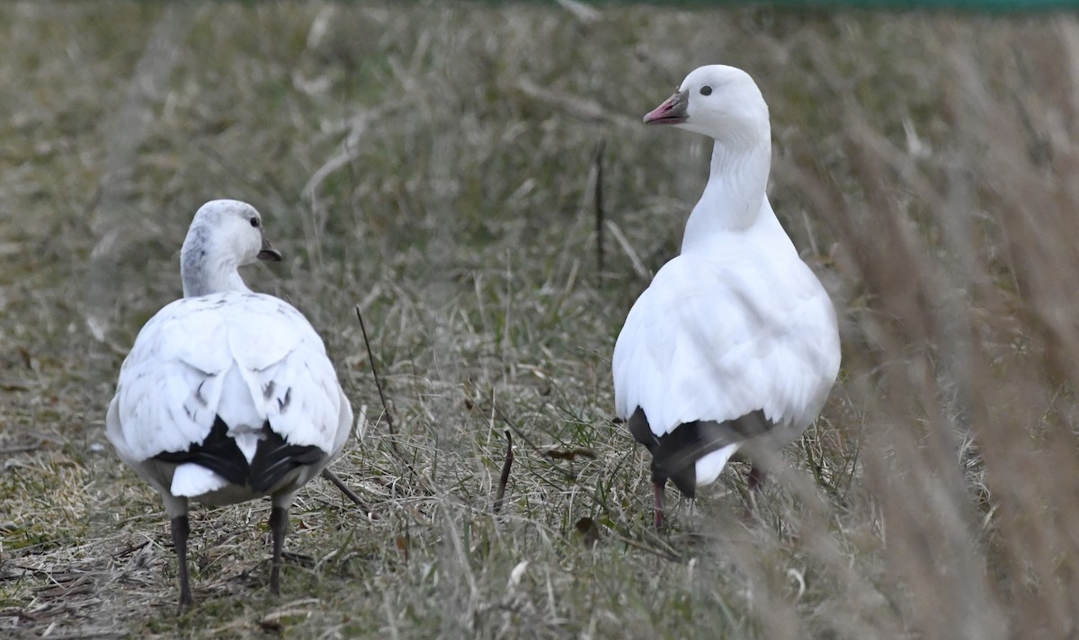 Ross's Goose - ML647150984