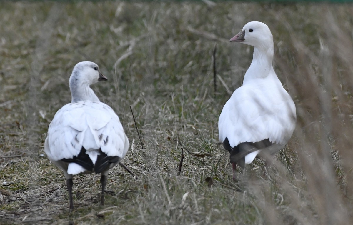 Ross's Goose - ML647150985