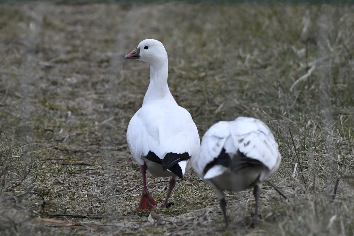 Ross's Goose - ML647150986