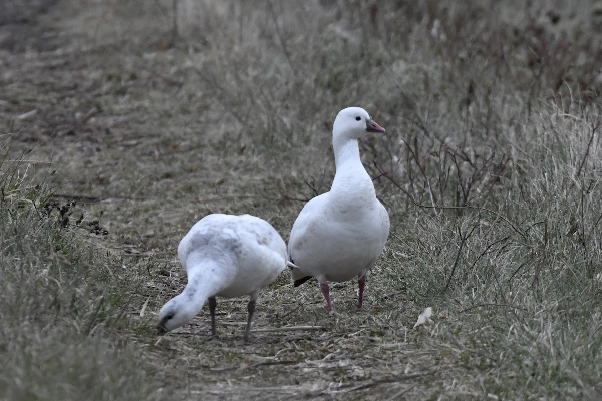 Ross's Goose - ML647150987