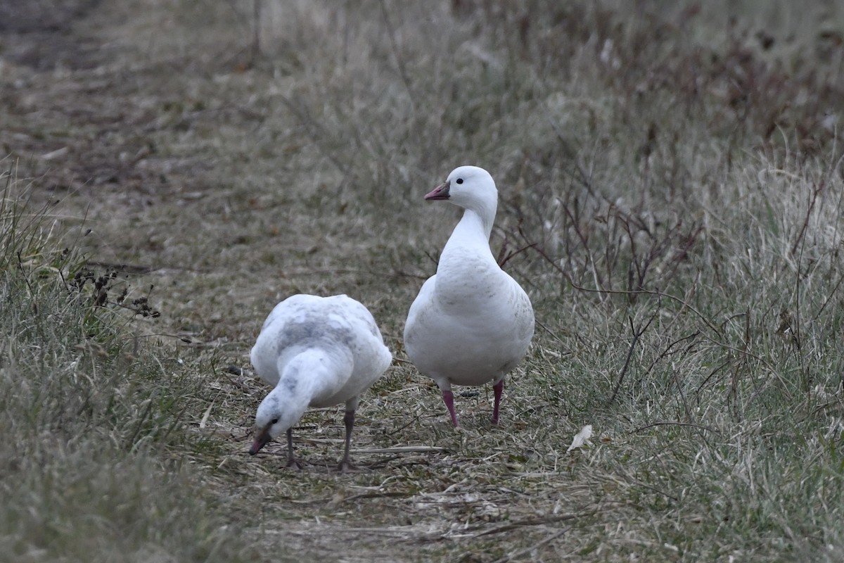 Ross's Goose - ML647150988