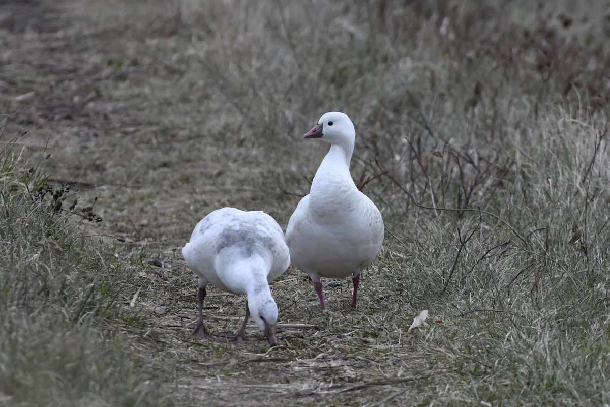 Ross's Goose - ML647150989