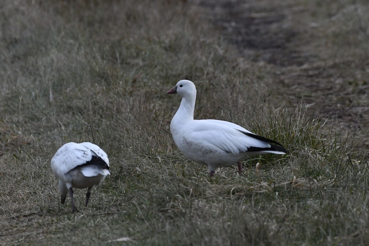 Ross's Goose - ML647150990