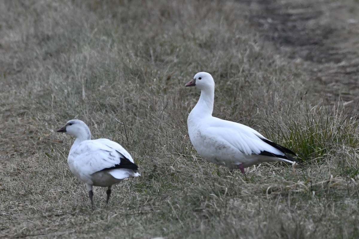 Ross's Goose - ML647150991