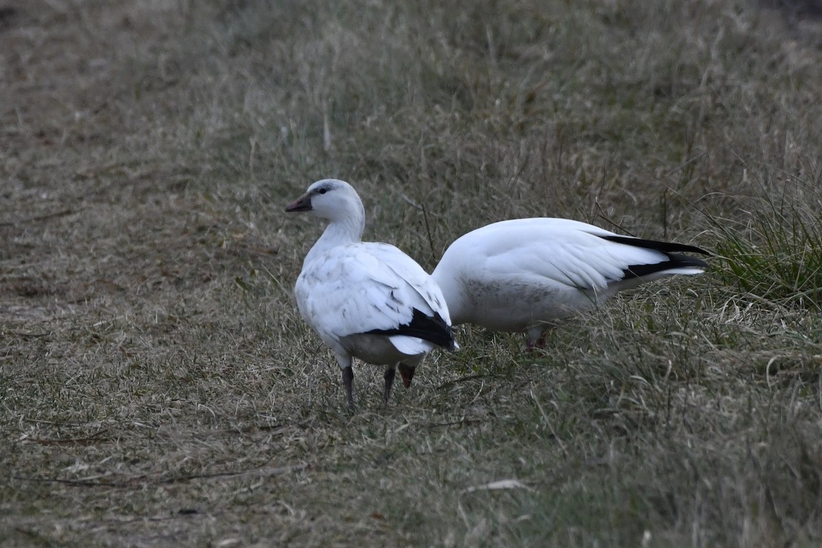 Ross's Goose - ML647150992