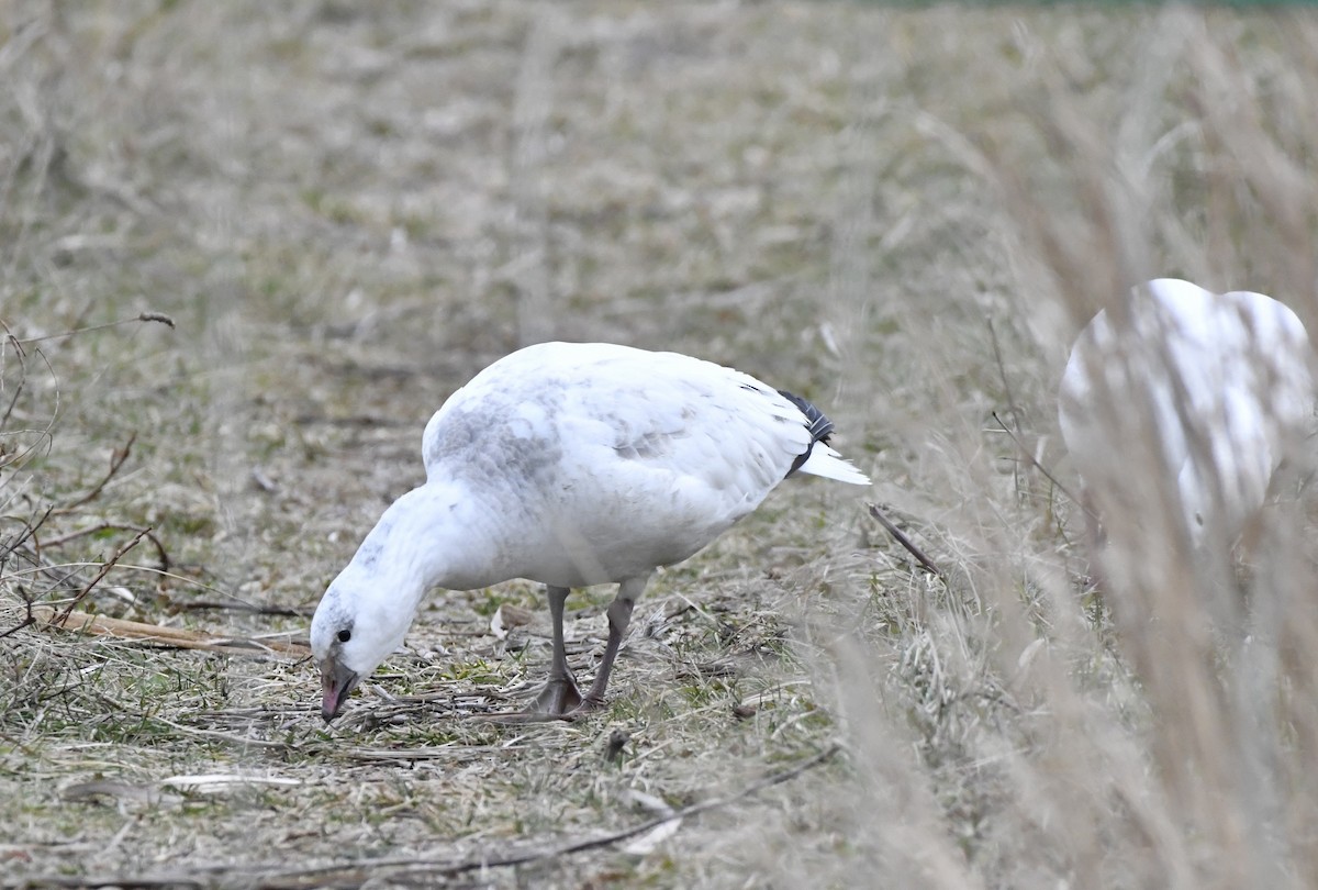 Ross's Goose - ML647150993