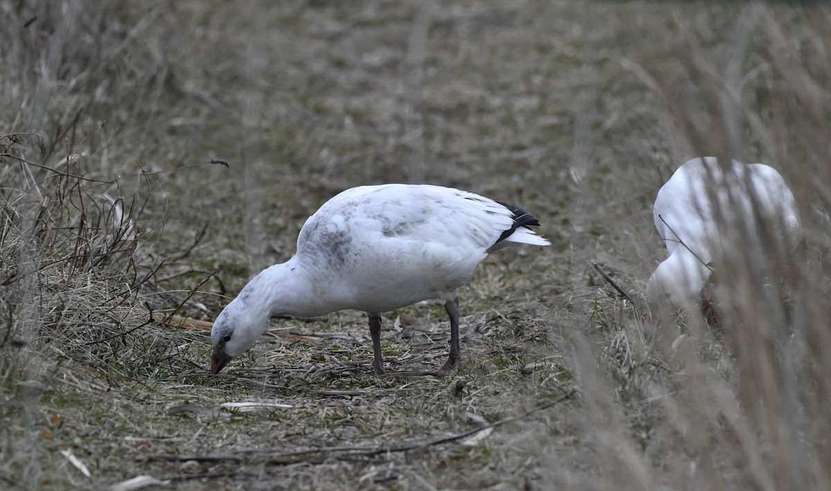 Ross's Goose - ML647150994