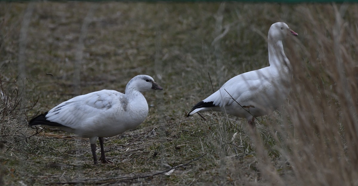 Ross's Goose - ML647150995