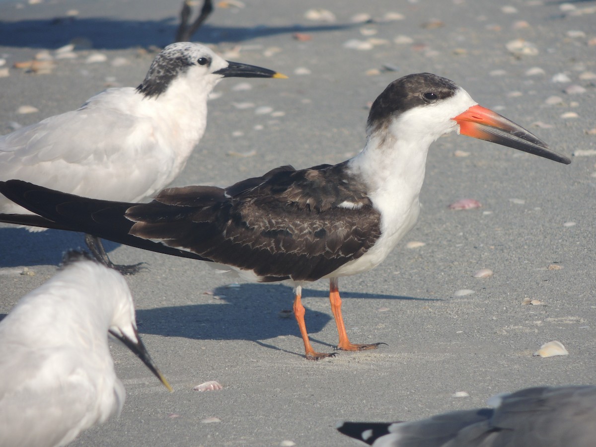 Black Skimmer - ML647150996