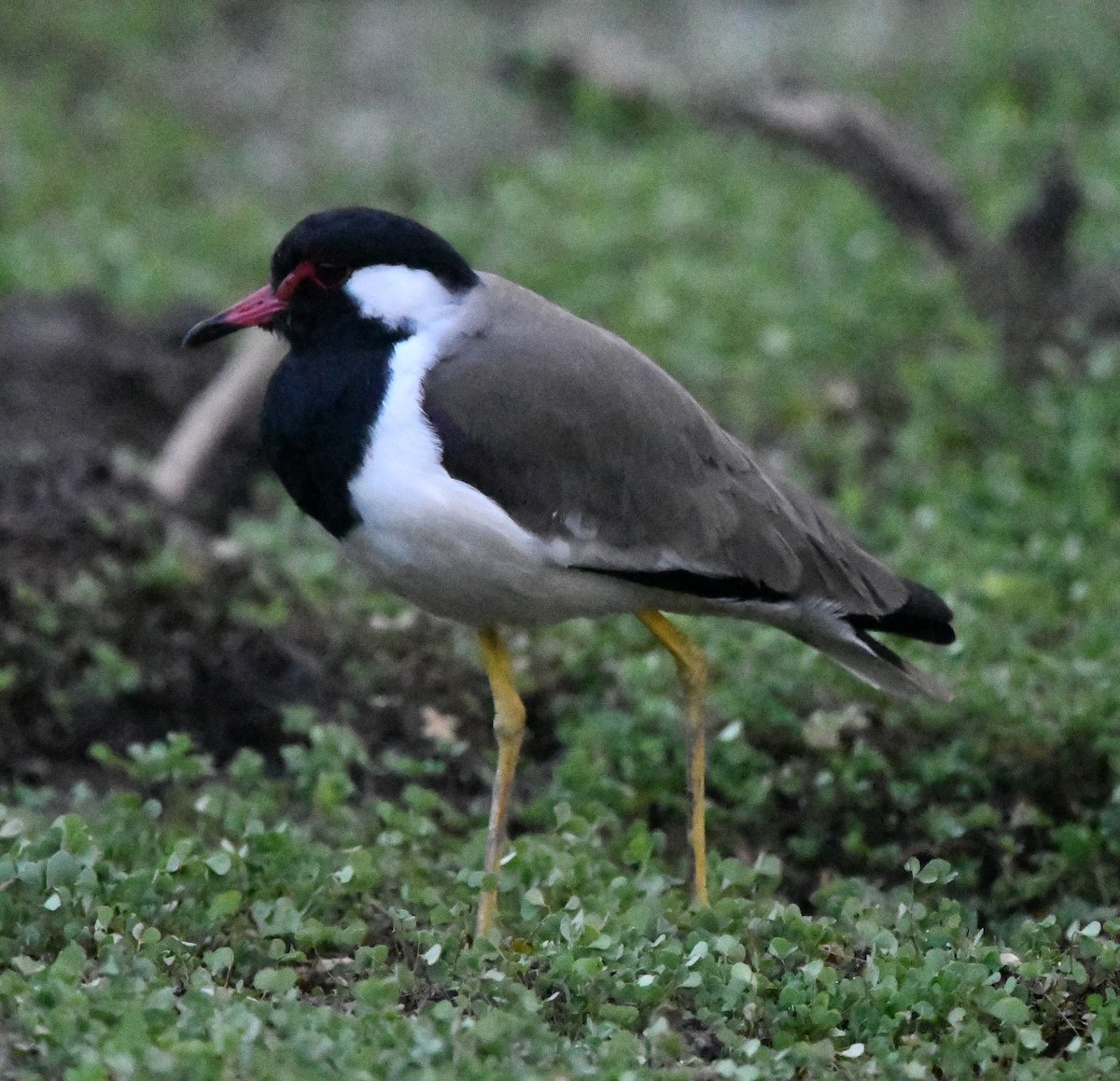 Red-wattled Lapwing - ML647150997