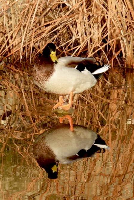 Mallard - ML647150998