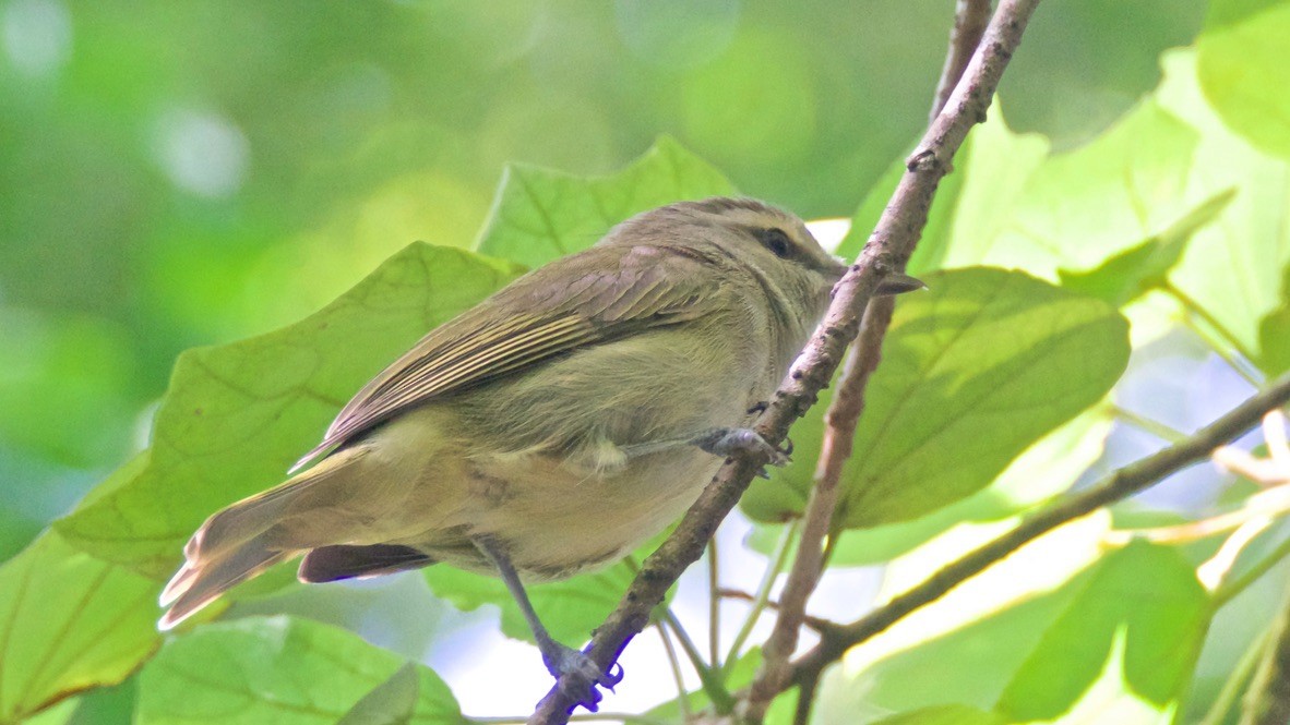 Yucatan Vireo - ML647150999
