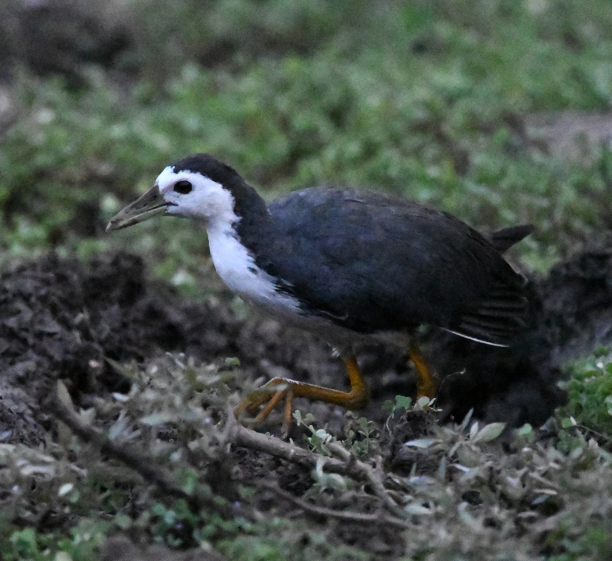 White-breasted Waterhen - ML647151000