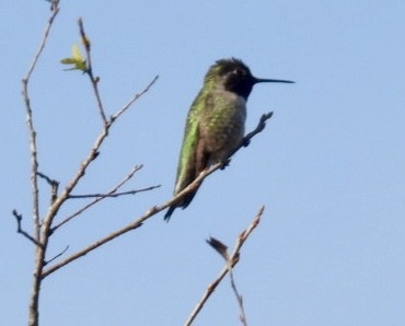 Anna's Hummingbird - ML647151001