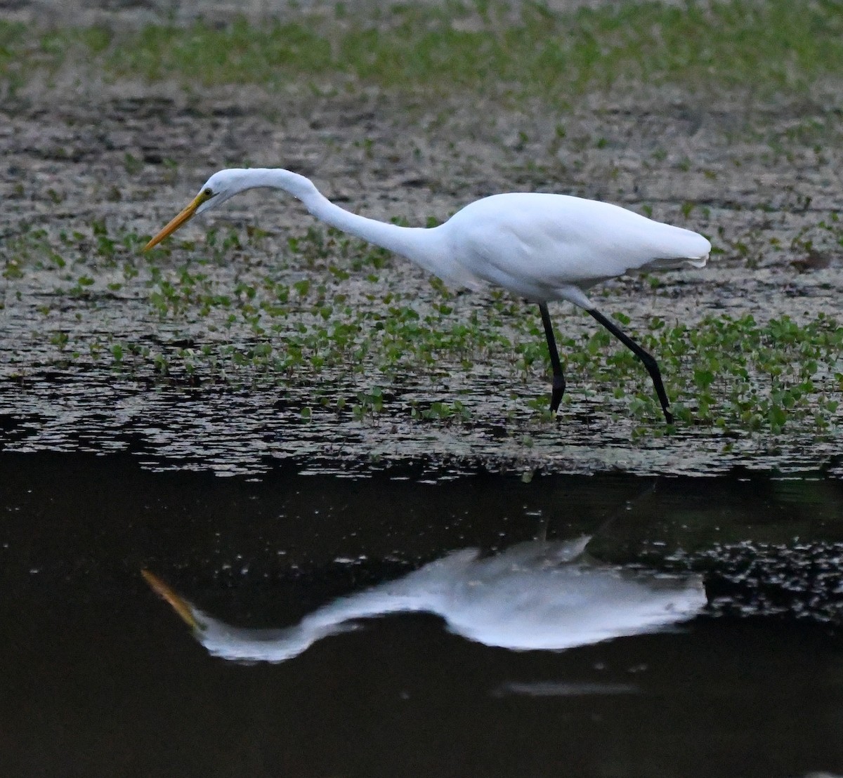 Medium Egret - ML647151002