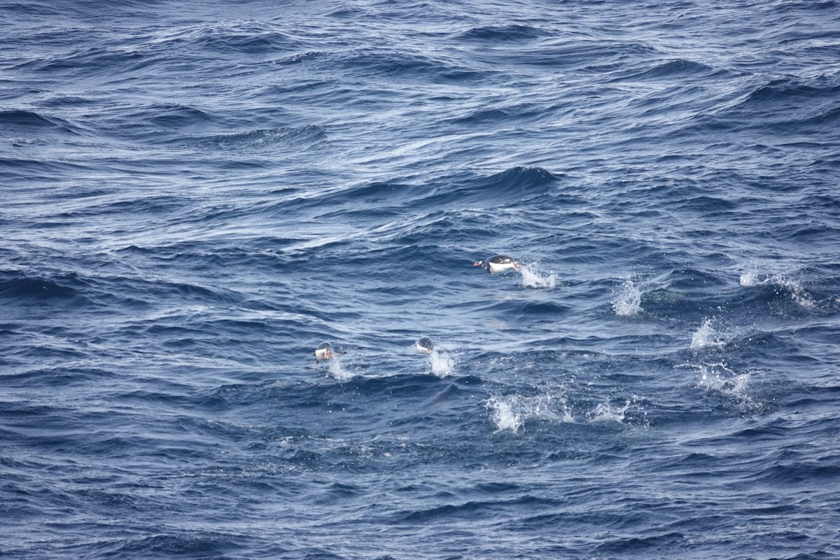 Gentoo Penguin - ML647151003