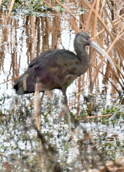 White-faced Ibis - ML647151005